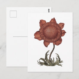 Rote Klatschmohn-Anemonenblüte  Postkarte