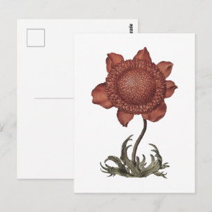 Rote Klatschmohn-Anemonenblüte Postkarte
