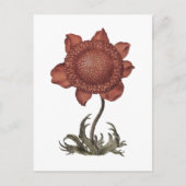 Rote Klatschmohn-Anemonenblüte  Postkarte (Vorderseite)
