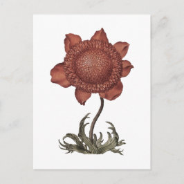 Rote Klatschmohn-Anemonenblüte Postkarte