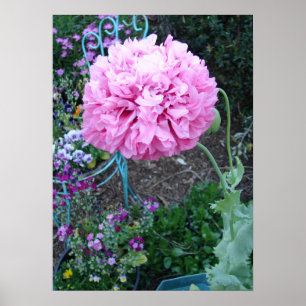 Rote Klatschmohnblumen Frühlingsblume Blumen Garte Poster