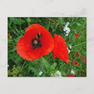 Rote Klatschmohnblumen mit Biene DIY Postkarte