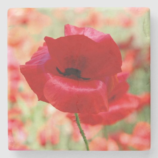 Rote Klatschmohnblüte im Vintage-Stil Steinuntersetzer (Vorderseite)