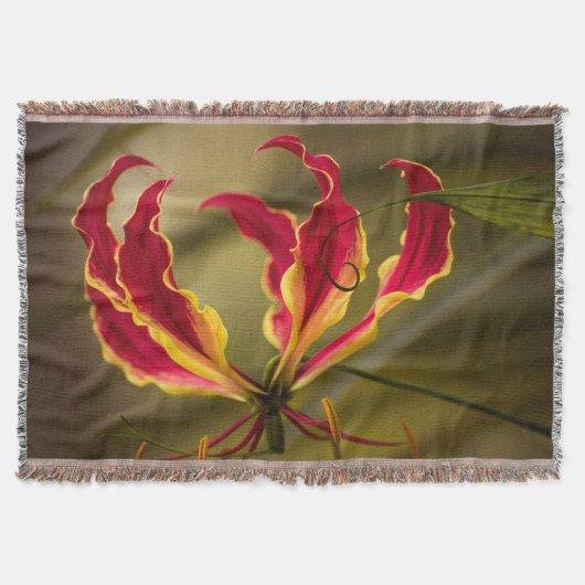 Rote kletternde Feuerlilie Decke (Vorderseite)