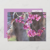 rote Knospen Postkarte (Vorne/Hinten)