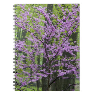 Rote Knospenbäume in voller Frühjahrsblüte in der  Notizblock