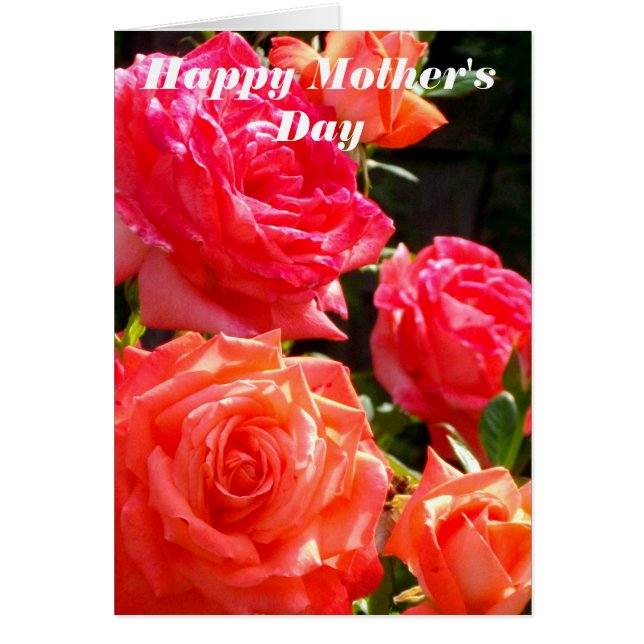 Rote Korallenorange-Rose (Vorne)