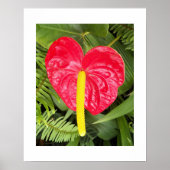 Rote Laceleaf Blume Floralfotografie Poster (Vorne)