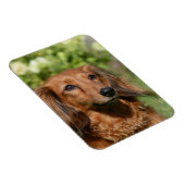 Rote Langhaarige Miniatur-Dackel Magnet (Rechte Seite)