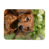 Rote Langhaarige Miniatur-Dackel Magnet (Horizontal)