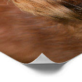 Rote Langhaarige Miniatur-Dackel Poster (Ecke)