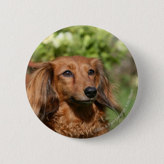Rote langhaarige MiniaturDackel Button (Vorderseite)