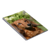 Rote langhaarige MiniaturDackel Notizblock (Rechte Seite)