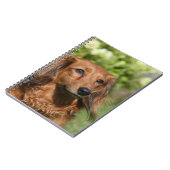 Rote langhaarige MiniaturDackel Notizblock (Linke Seite)