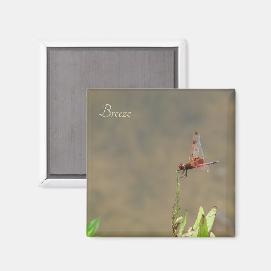 Rote Libelle auf einem Strohhalm Magnet (Vorderseite/Rückseite)