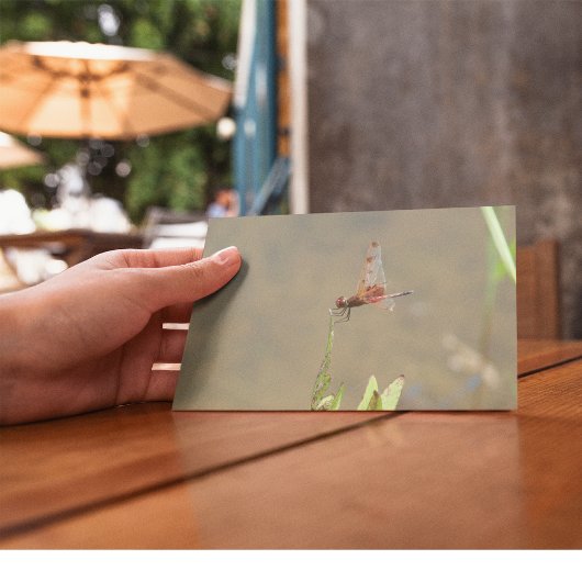 Rote Libelle auf einem Strohhalm Postkarte