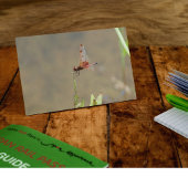 Rote Libelle auf einem Strohhalm Postkarte