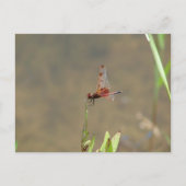 Rote Libelle auf einem Strohhalm Postkarte (Vorderseite)