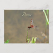 Rote Libelle auf einem Strohhalm Postkarte (Vorderseite)