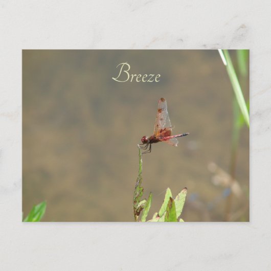 Rote Libelle auf einem Strohhalm Postkarte (Vorderseite)