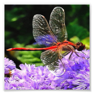Rote Libelle auf Violet Purple Blumen Fotodruck
