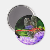 Rote Libelle auf Violet Purple Blumen Magnet (Vorderseite/Rückseite)