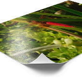 Rote Libelle Fotodruck (Ecke)