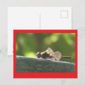 Rote Libelle im Sun DIY Postkarte (Vorne/Hinten)