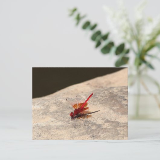 Rote Libelle in Afrika (Trithemis sp.) Postkarte (Stehend Vorderseite)