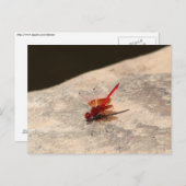 Rote Libelle in Afrika (Trithemis sp.) Postkarte (Vorne/Hinten)