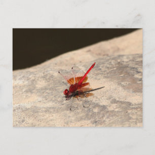 Rote Libelle in Afrika (Trithemis sp.) Postkarte