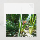 Rote Libelle klingelt auf einem Blatt Postkarte (Vorne/Hinten)