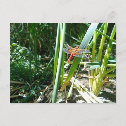 Rote Libelle klingelt auf einem Blatt Postkarte (Vorderseite)