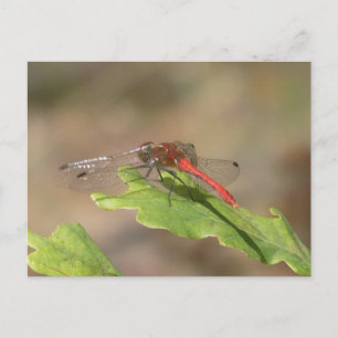 Rote Libelle Nahaufnahme DIY-Postkarte Feiertagspostkarte