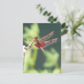 Rote Libelle Postkarte (Stehend Vorderseite)