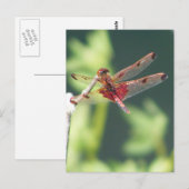 Rote Libelle Postkarte (Vorne/Hinten)