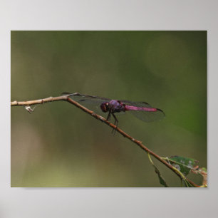 Rote Libellen-Naturfotografie Poster