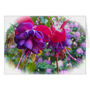 Rote Lila Fushia Blüten