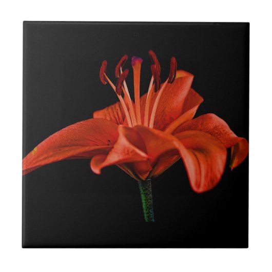 Rote Lilie auf schwarz Fliese (Vorderseite)