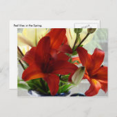 Rote Lilien Postkarte (Vorne/Hinten)