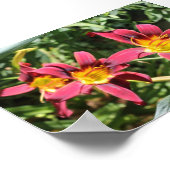 Rote Lilien von Kentucky Poster (Ecke)