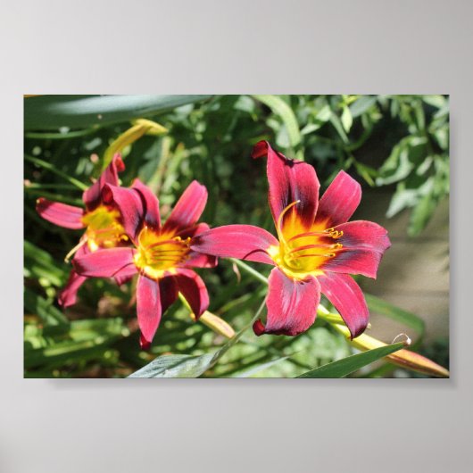 Rote Lilien von Kentucky Poster (Vorne)