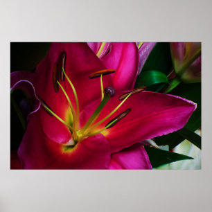 ROTE LILIENBLUME POSTER