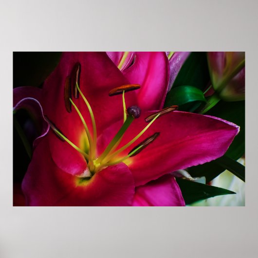 ROTE LILIENBLUME POSTER (Vorne)