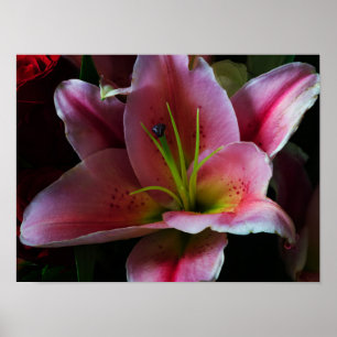ROTE LILIENBLUME POSTER