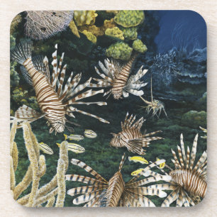 Rote Lionfish-Untersetzer Untersetzer