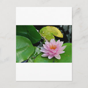 Rote Lotus Postkarte