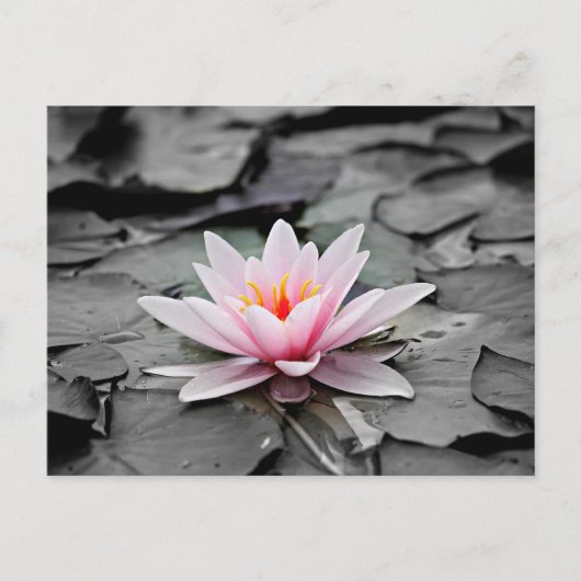 Rote Lotusblume Postkarte (Vorderseite)