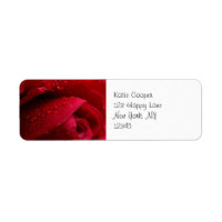 Rote Macro-Rose mit Wassertropfen