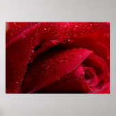 Rote Macro-Rose mit Wassertropfen Poster (Vorne)
